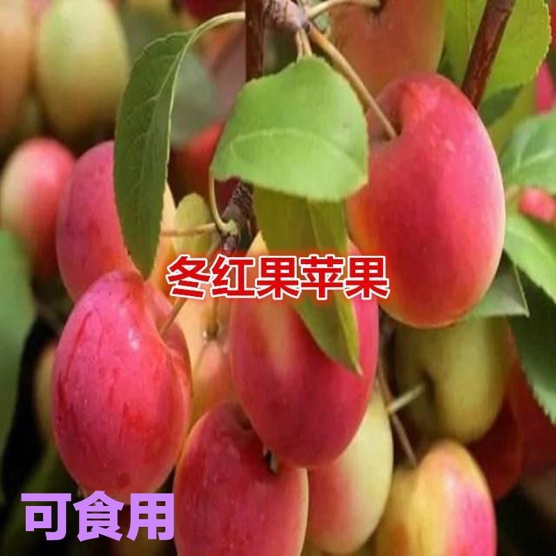冬红果耐旱海棠树苗盆景果树观赏海棠盆栽地栽当年结果耐寒