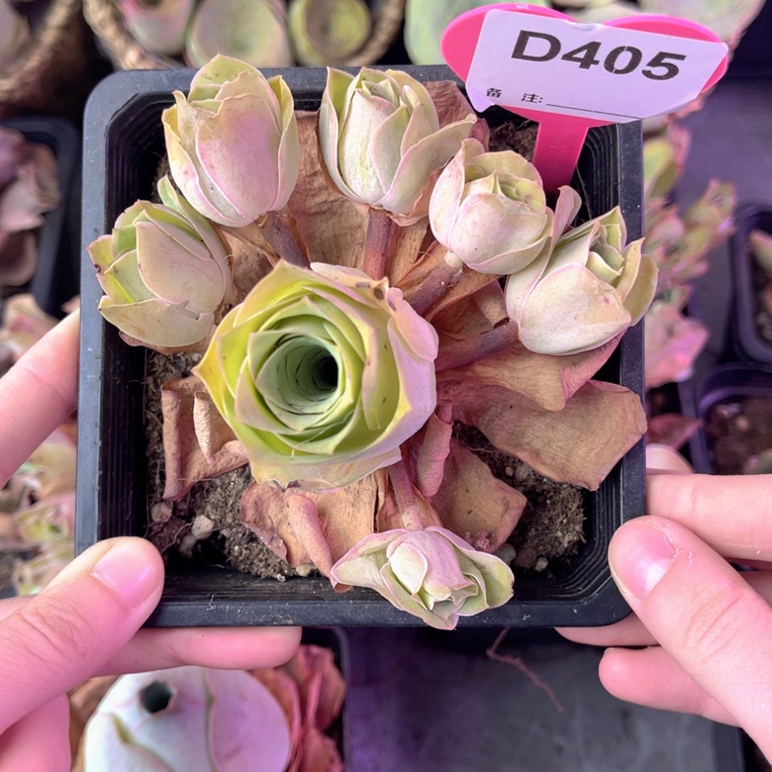 单品一物一拍405号