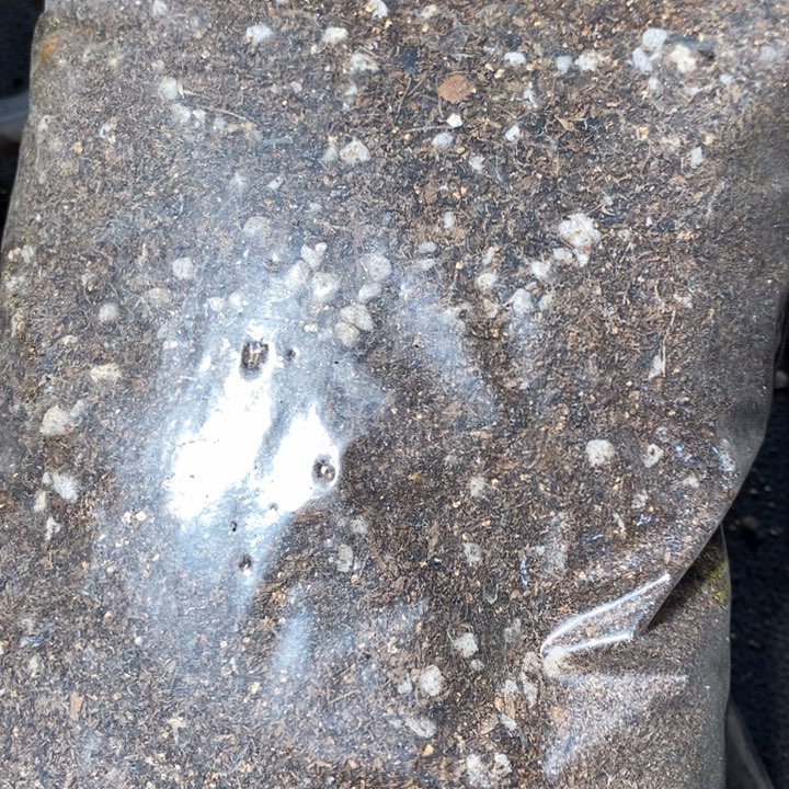 肉锥土1份3袋包邮