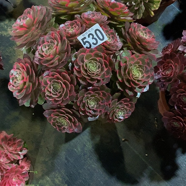 0000000000530粉花妖
