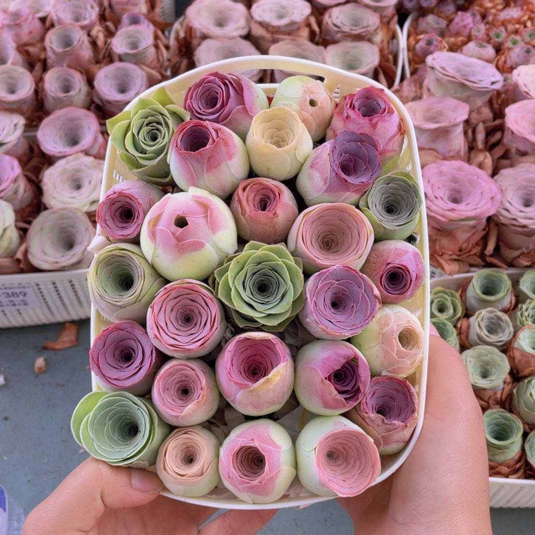 山地玫瑰花篮组合J366