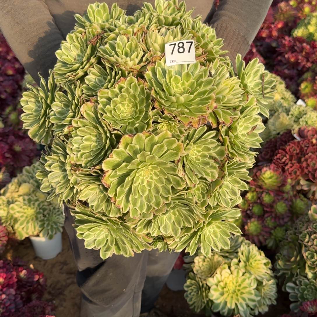 787碧浪多肉植物