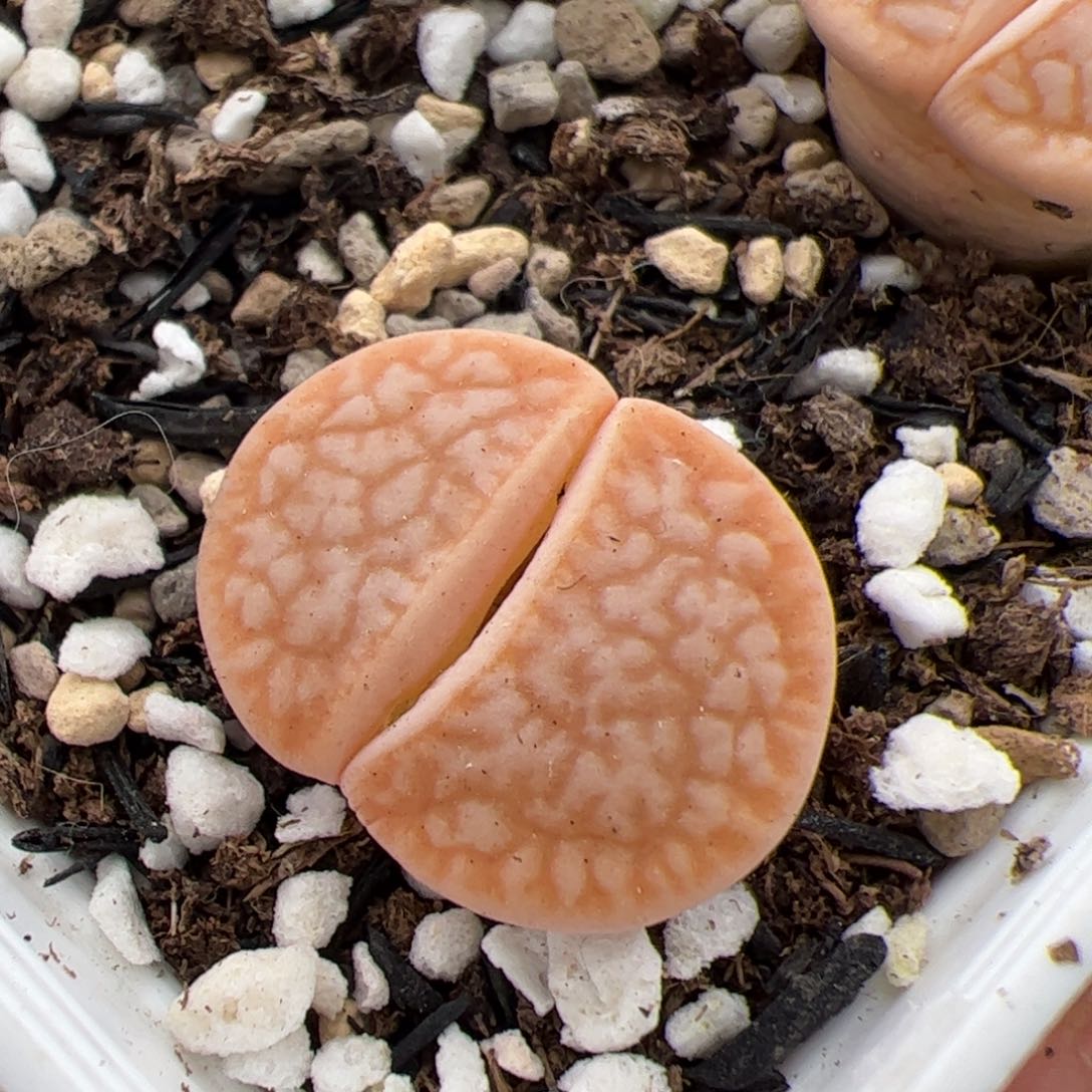 0522号浪汉 多肉植物