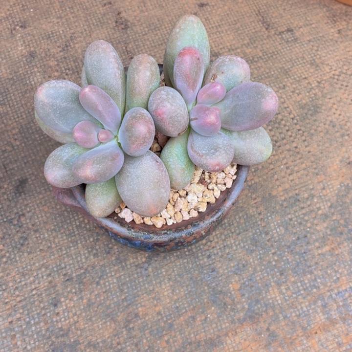 梨****多肉植物一物一拍