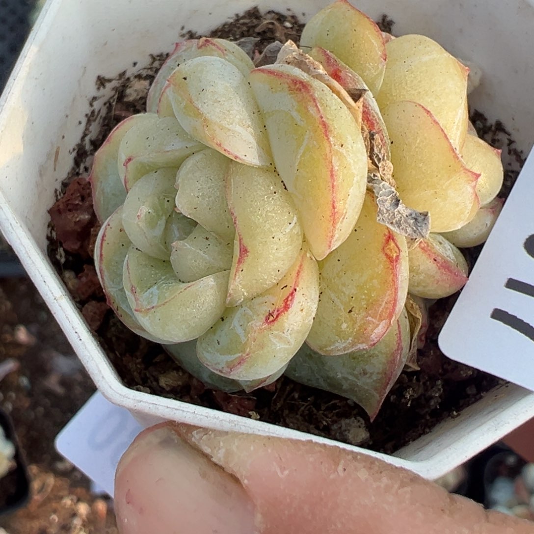 小卡拉米糖心一物一拍13-17