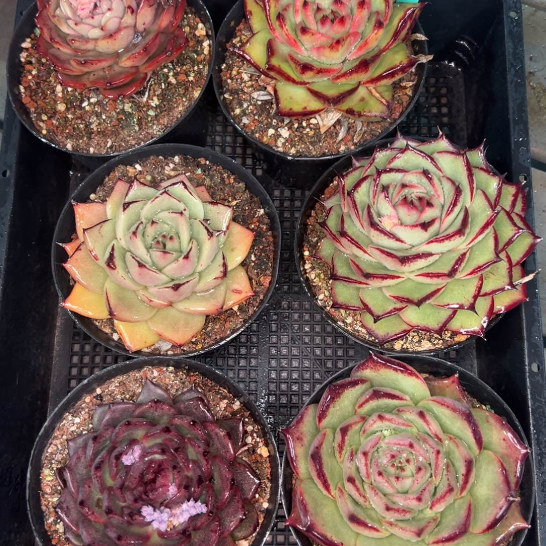 从前慢多肉精选编号0120.272