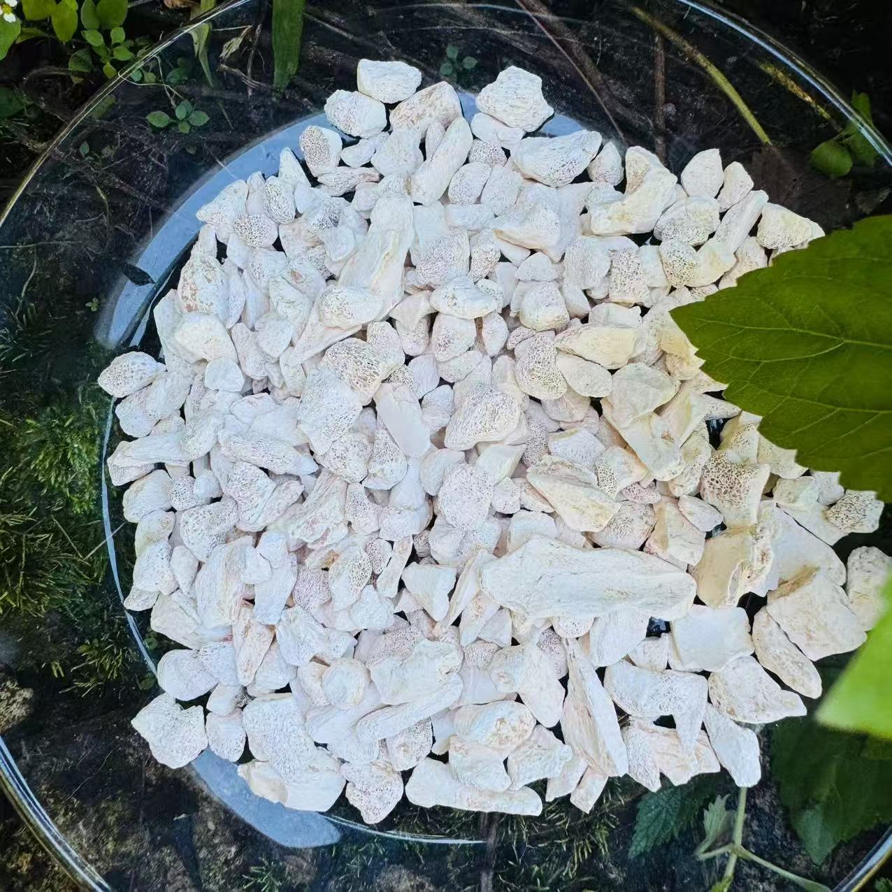 1【龙-骨】净含量50g-500g【阿虎现收】