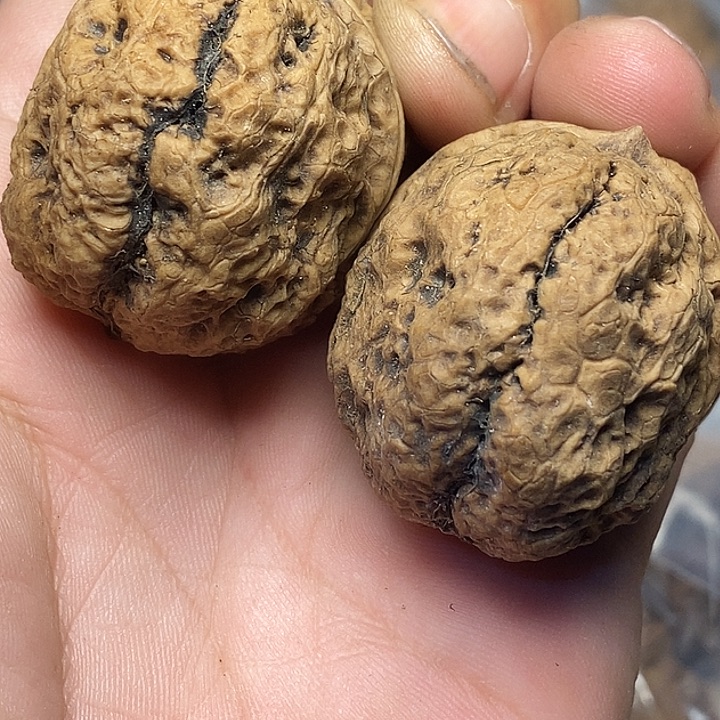 文玩核桃把件云南铁核桃B86