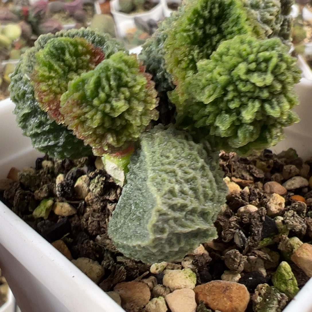 爆炸纹新品多肉植物