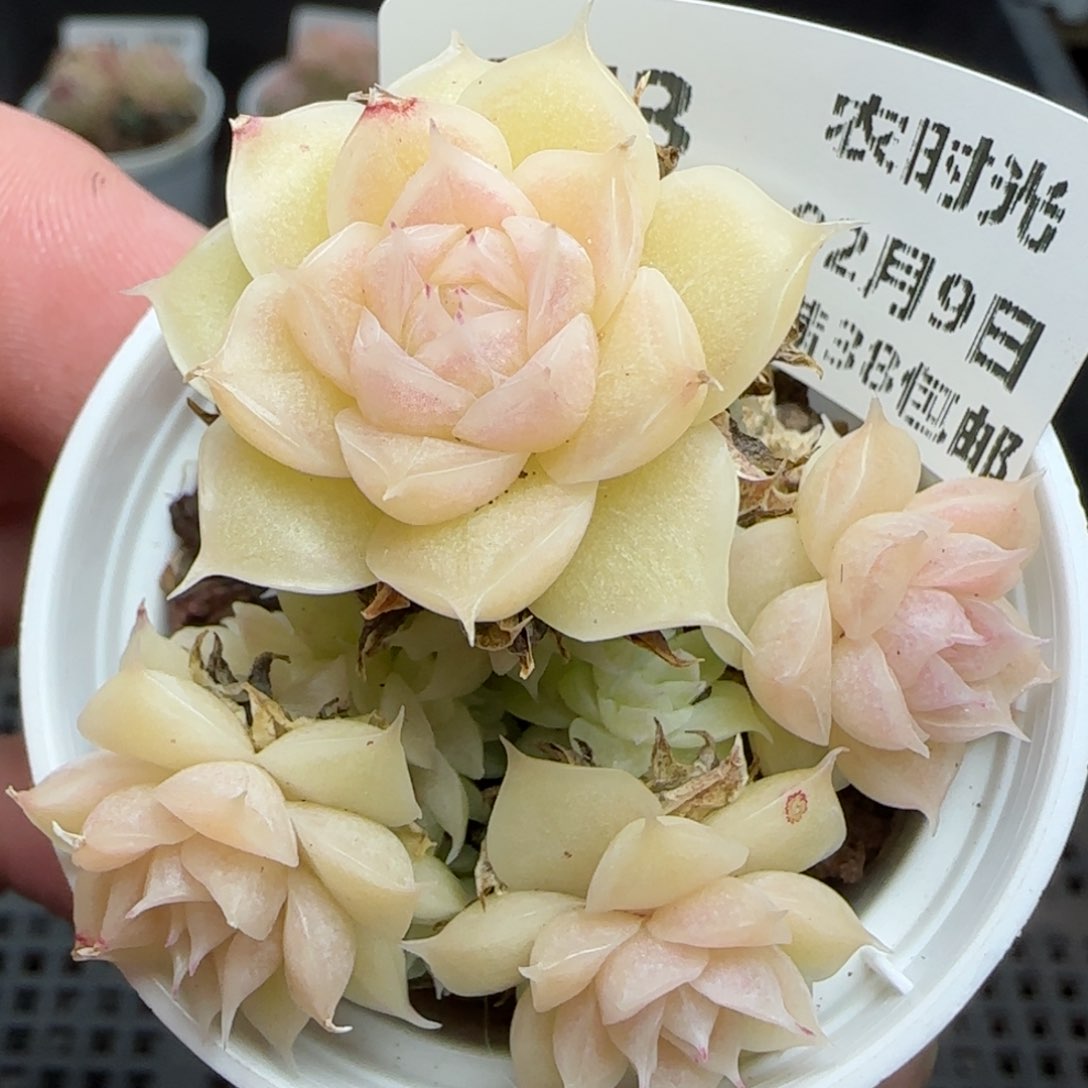 0209-173粉透麦秆