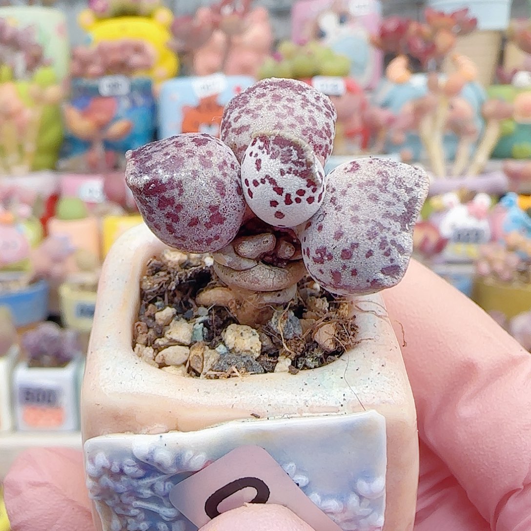 L 达摩猫耳海豹 盆口2.5cm