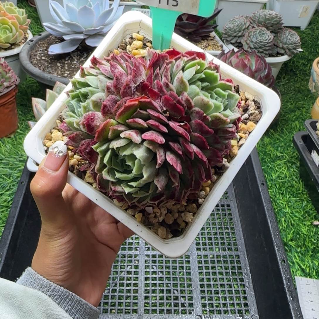 唐二姐多肉编号115