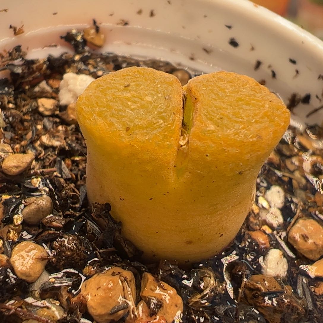 023多肉植物百科