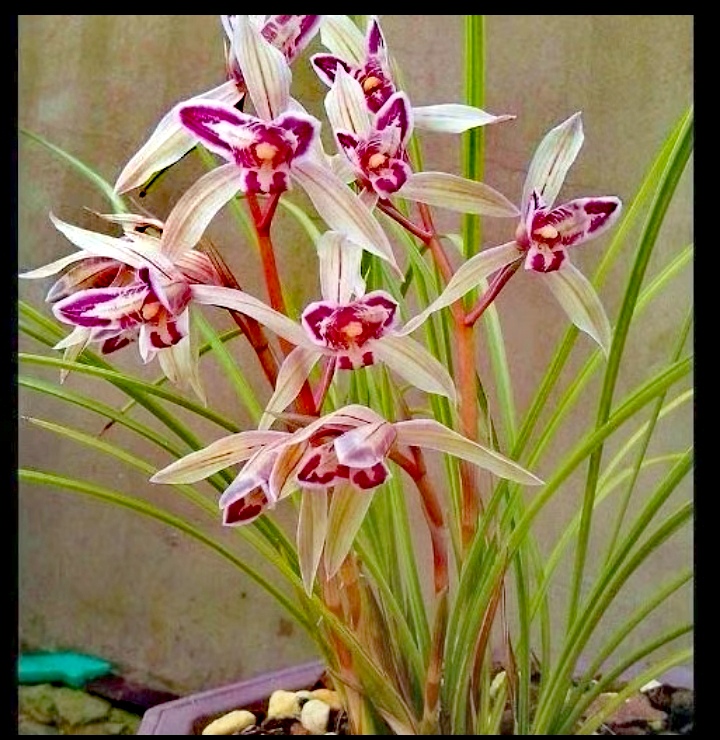 .春兰.  云南朵香 冬末初春来花  易养花香  清香型