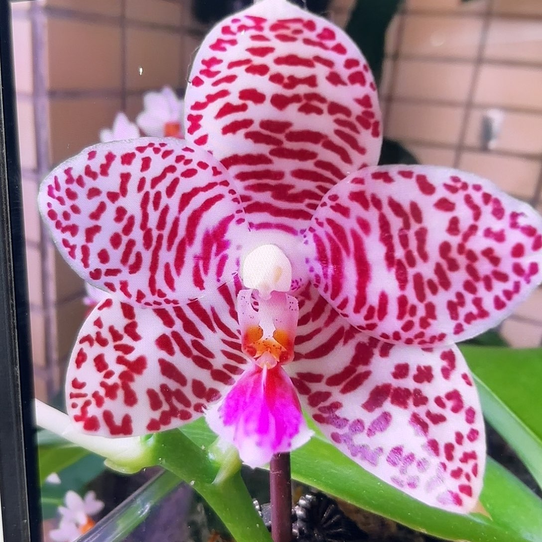 当前无花栽培后可以开花龙峰