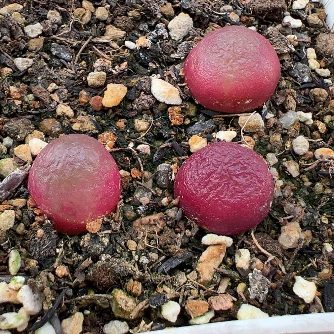 2.15好看的多肉652