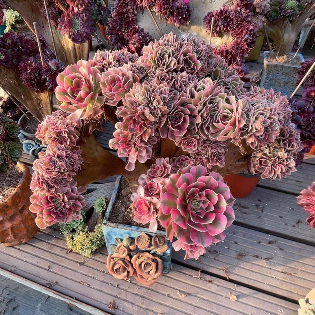 【闪购商品】无花朵粉女巫