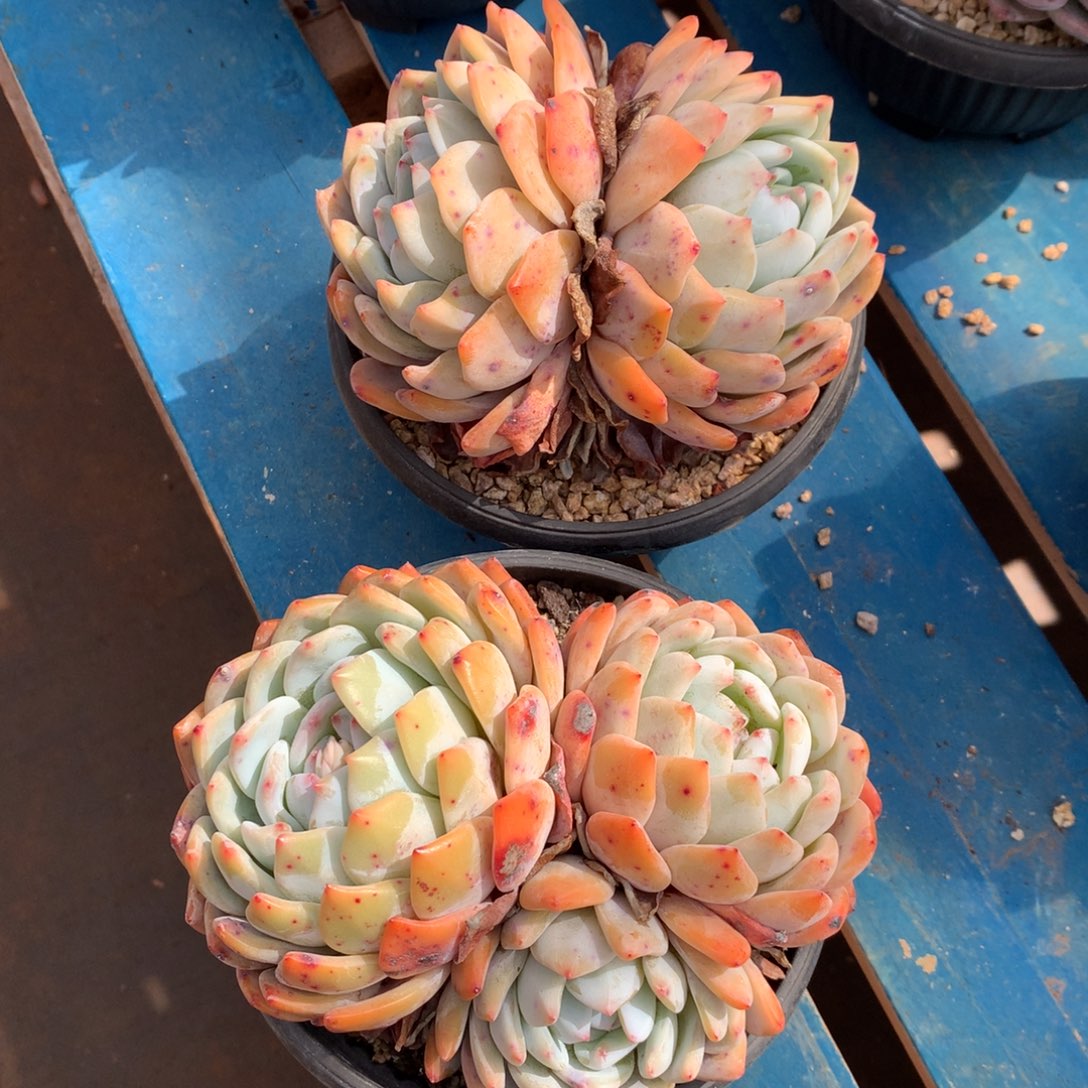 2头➕3头老桩tonmoxxyy 