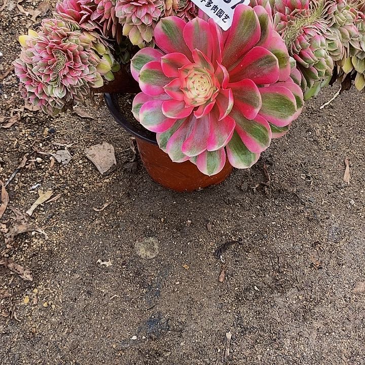 孔***k多肉植物倾城637多肉