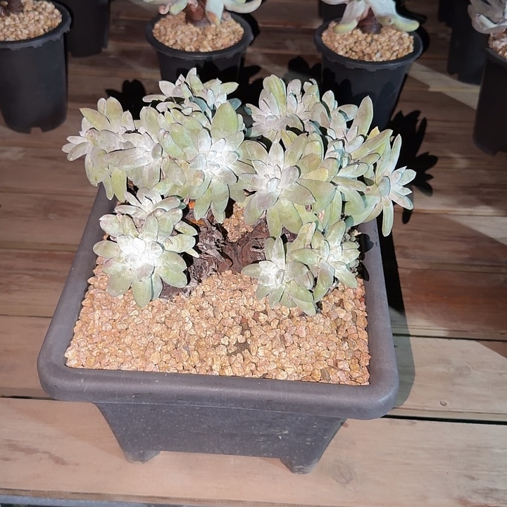 J***A拇指仙女杯多肉植物