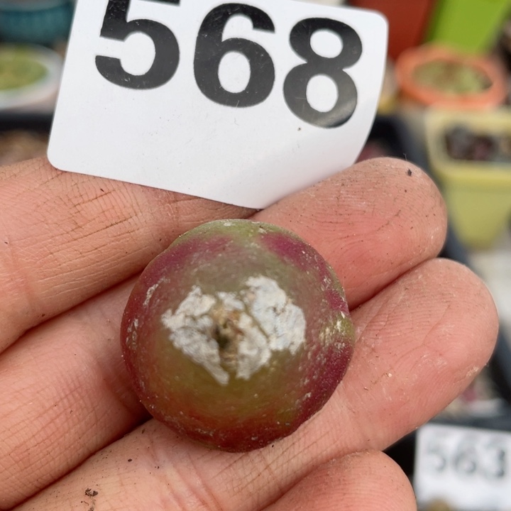 568母本红灯泡2.5cm