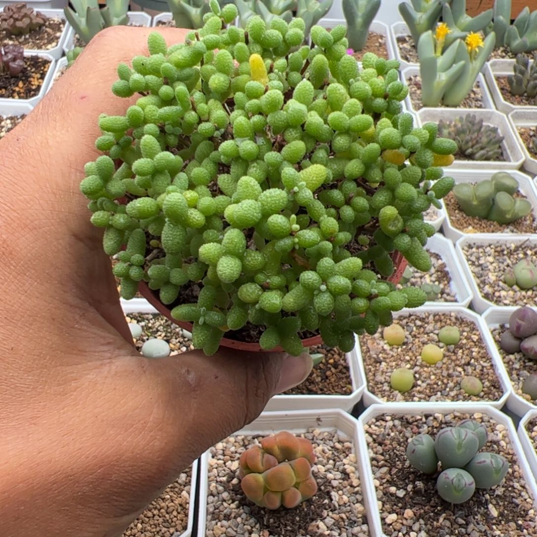 领***域9.21金桔多肉植物117
