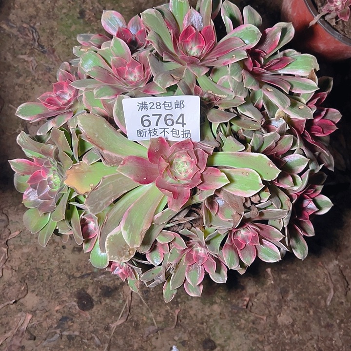 6764浣纱多肉植物