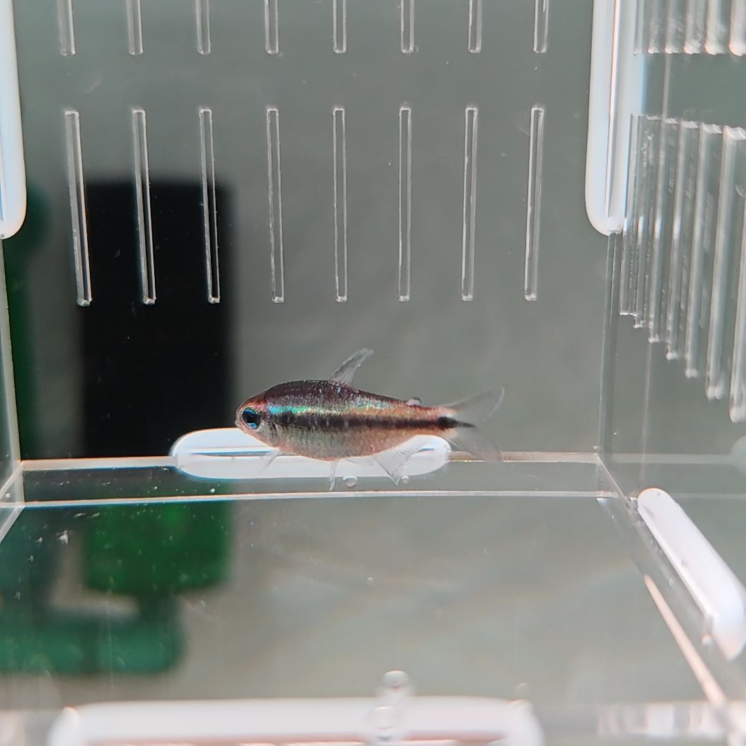 灯科鱼特选幻彩蓝魔