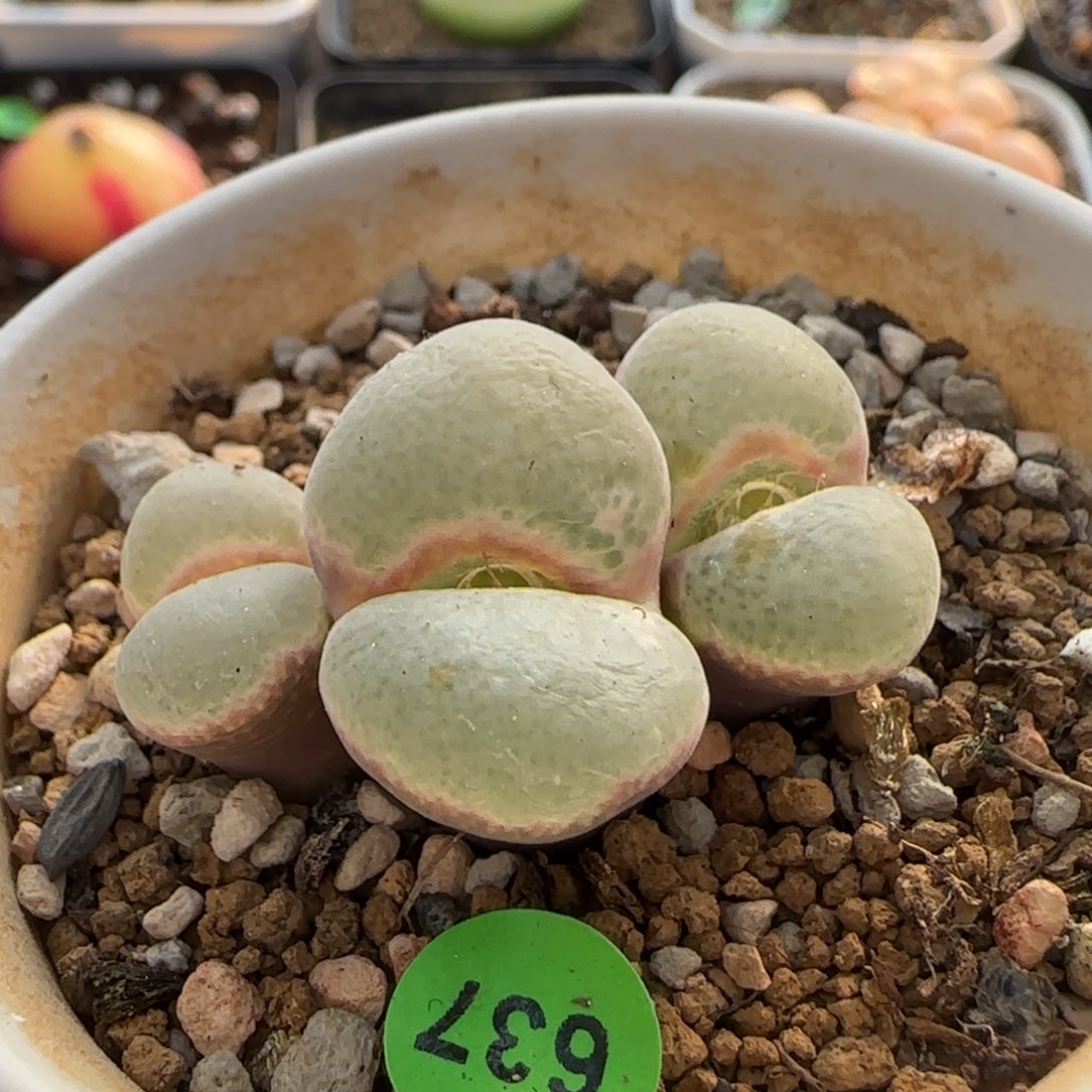 全窗安格尼斯大母本群637