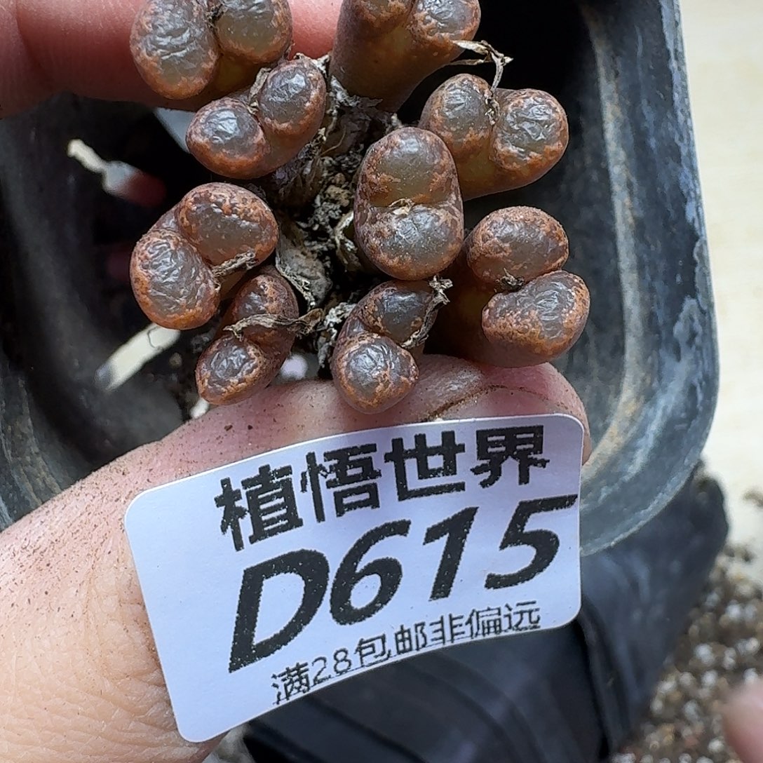 多肉植物的人生gbbn