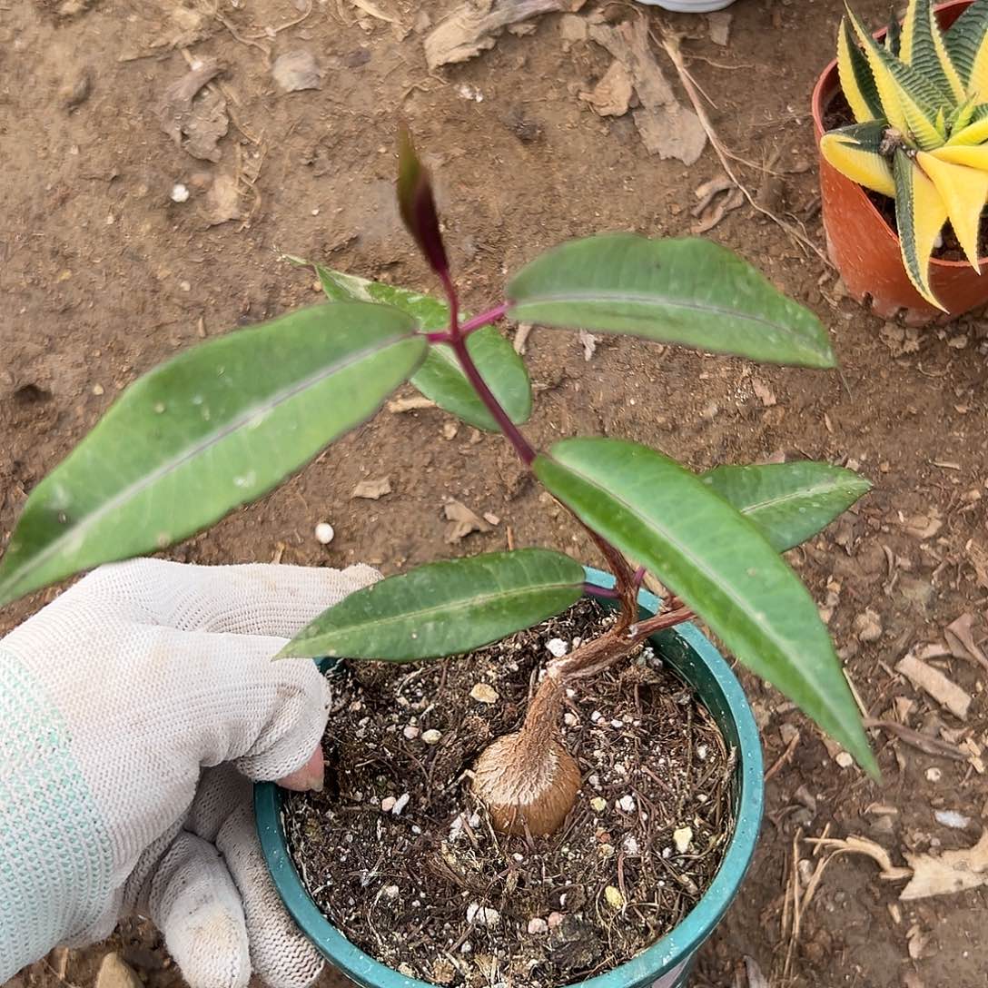 特呃呃呃呃呃呃呃呃呃