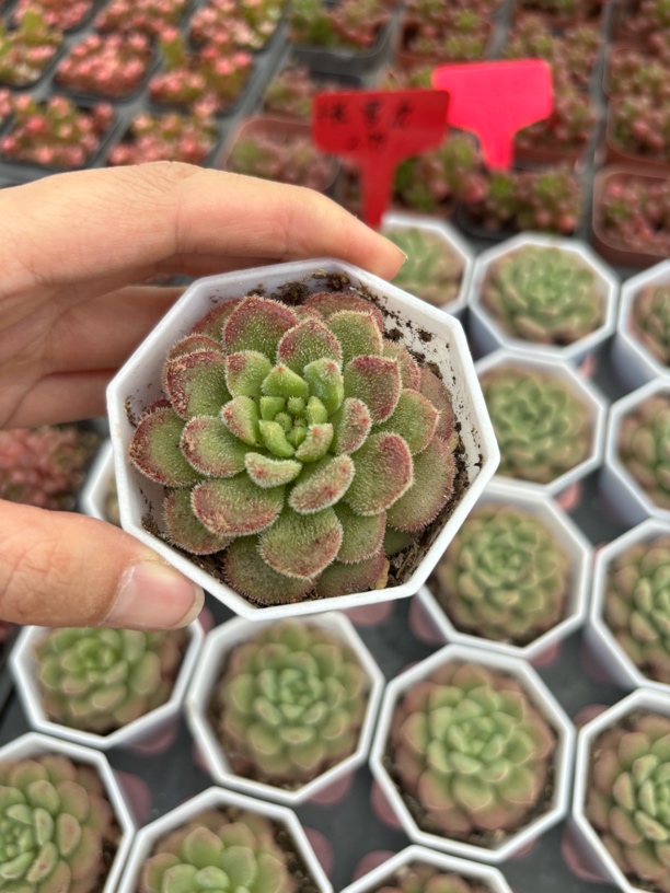 满9.9米包邮精品卡罗尔多肉植物