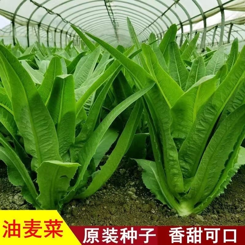【蔬菜种子满5包送1】甜脆红油麦菜种子 抗热无斑紫红油麦菜种籽 