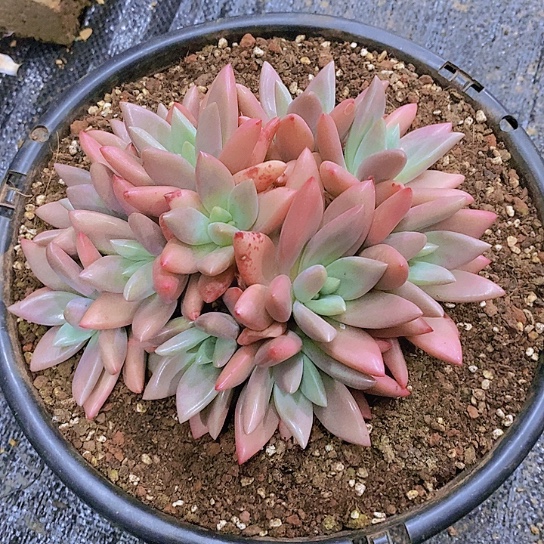 无花朵玉*桃花源群