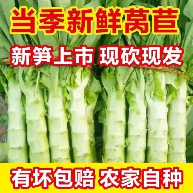 现砍现发莴笋新鲜农家带叶绿窝苣新鲜蔬菜批发