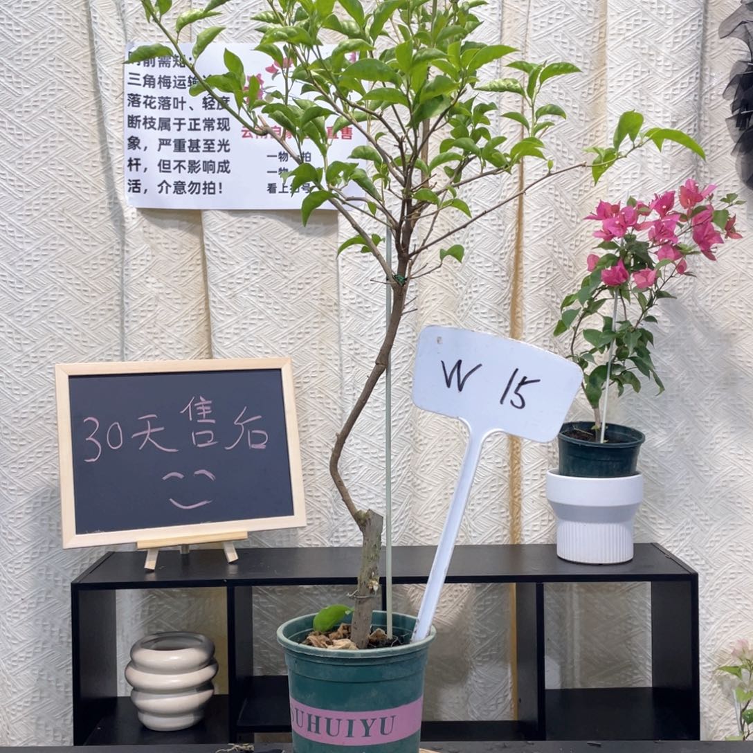 芳***草大量花朵（建议范围：8朵-15朵 或40%以上）塞弗里W15