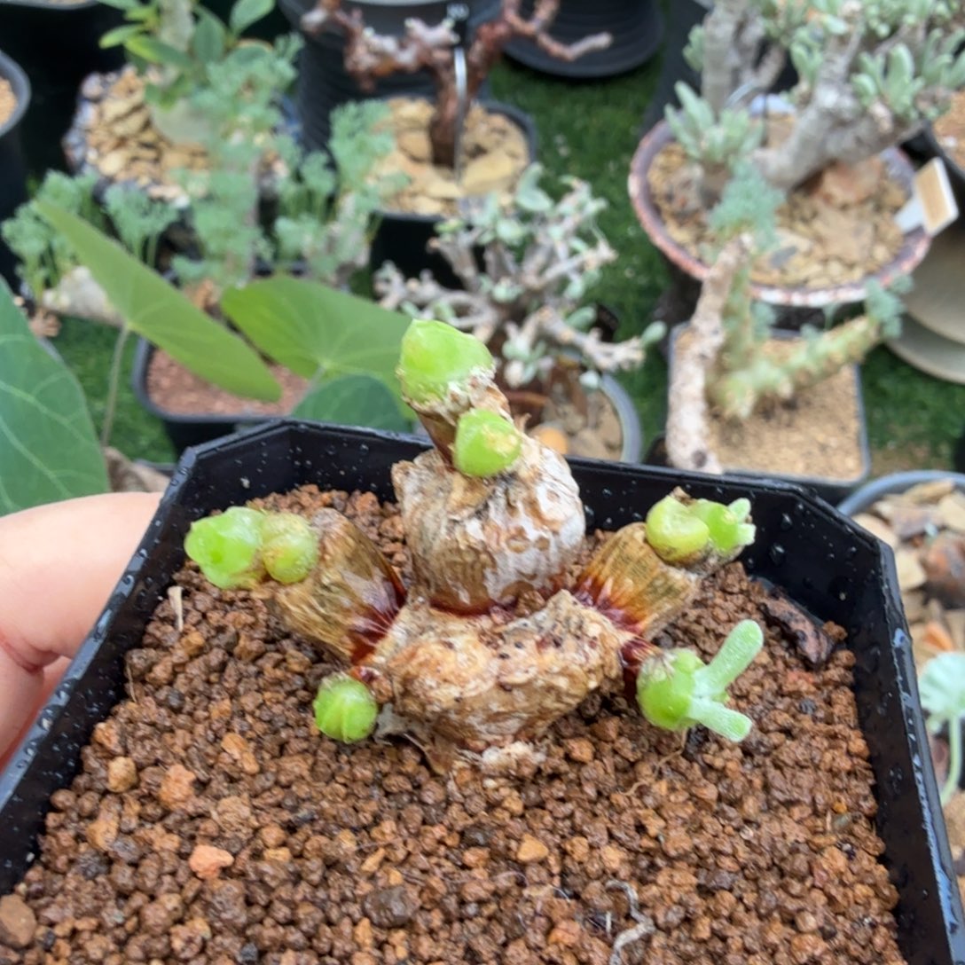 碧光环小兔子495(白花)