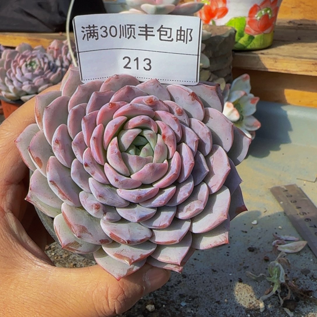 213恩宠多肉单头8cm