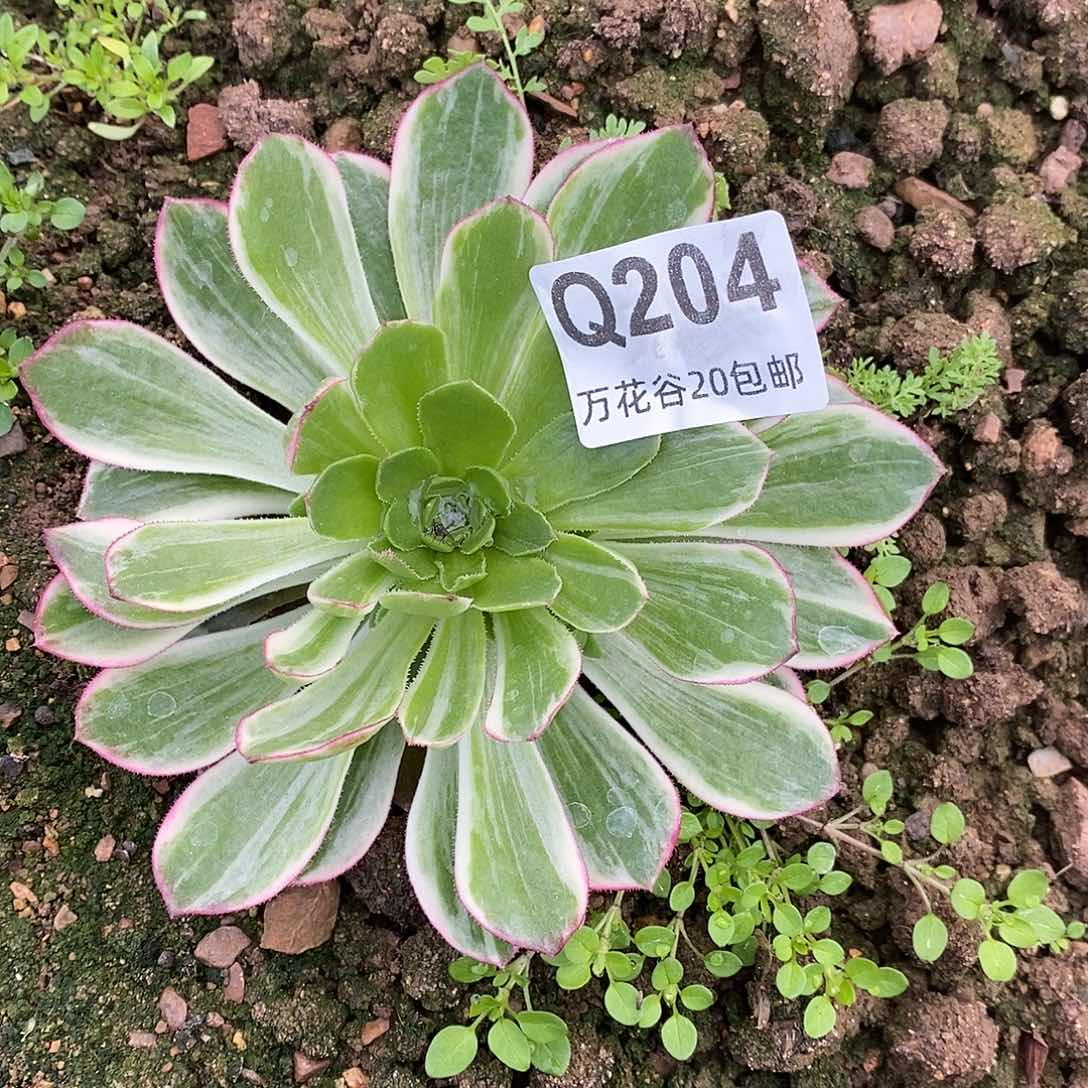 204万花筒多肉植物