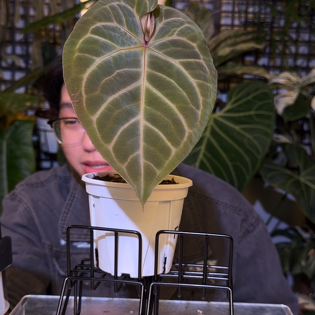 完全开放F140  粉脉华丽