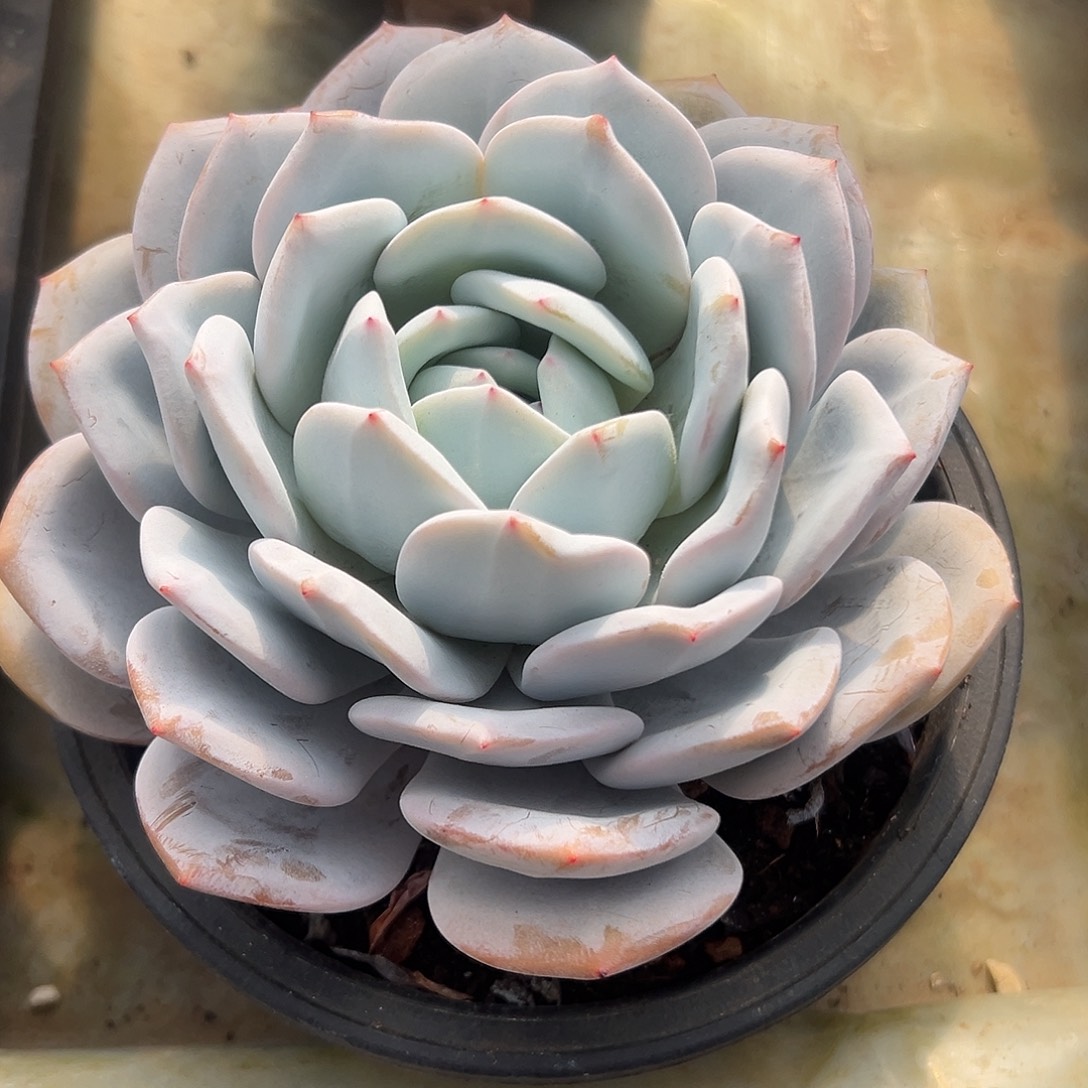 嫦娥一物一拍多肉