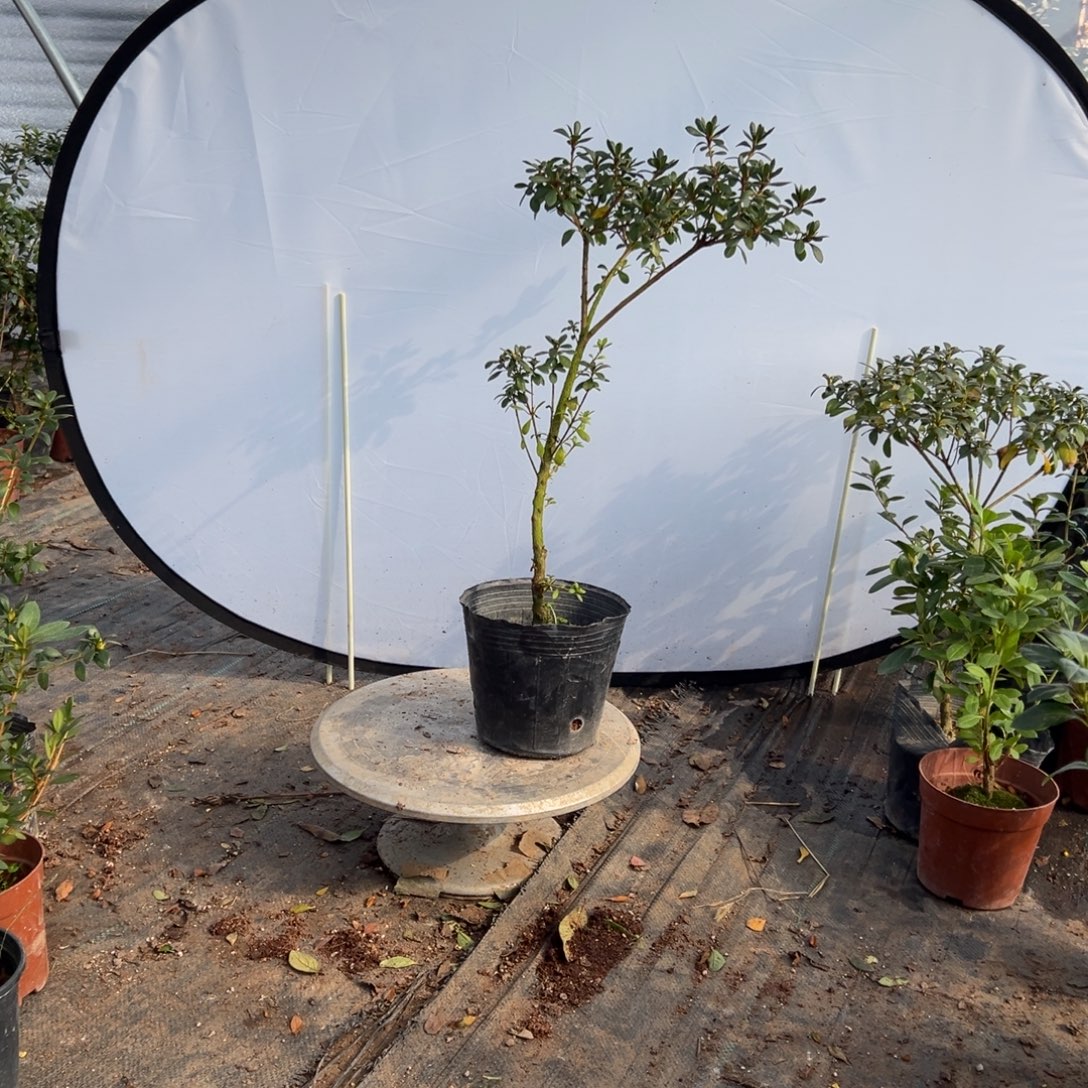 铜***草完全开放娟之舞杜鹃