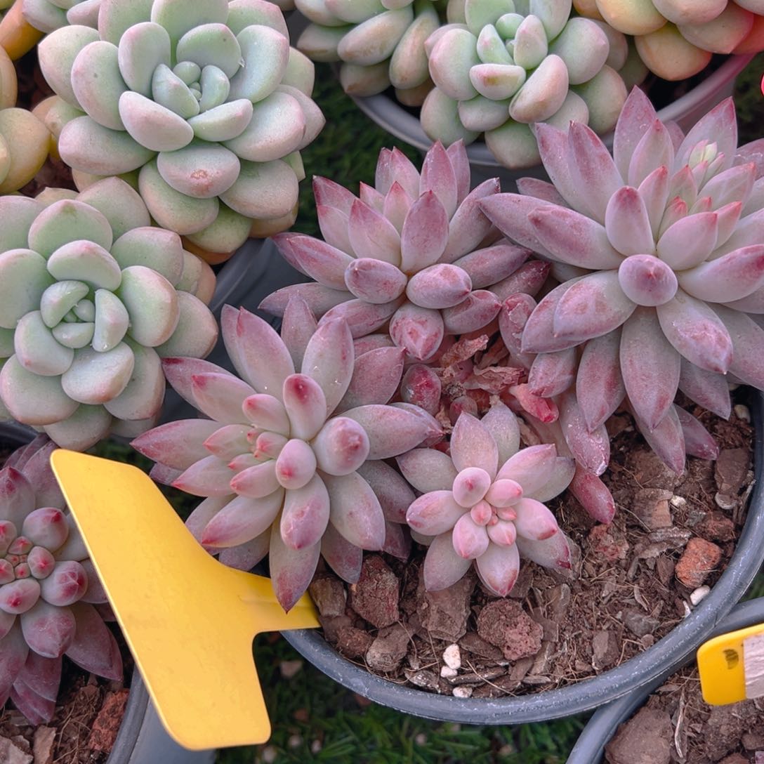 福利来了来了来了来啦来