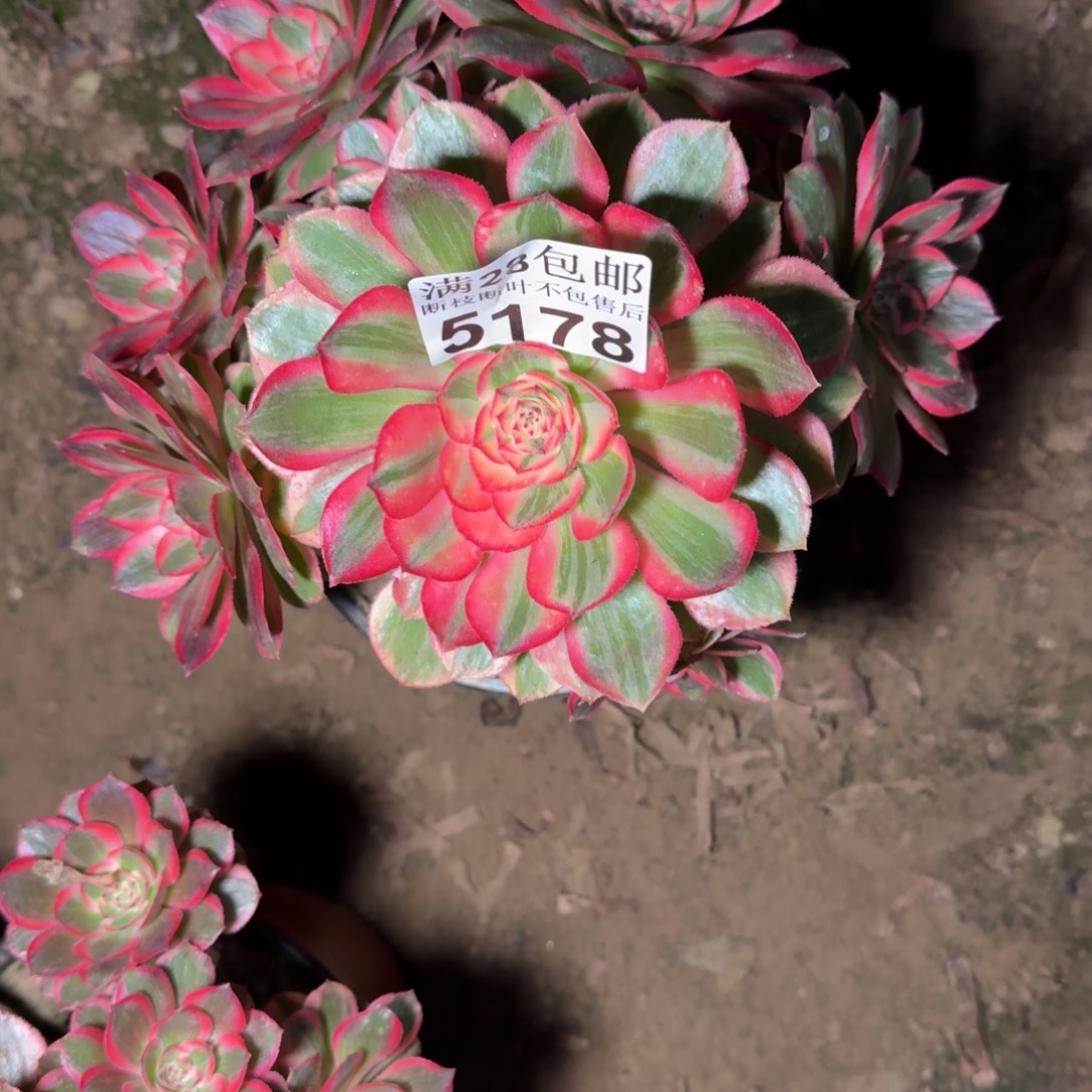 5178云和不包断枝