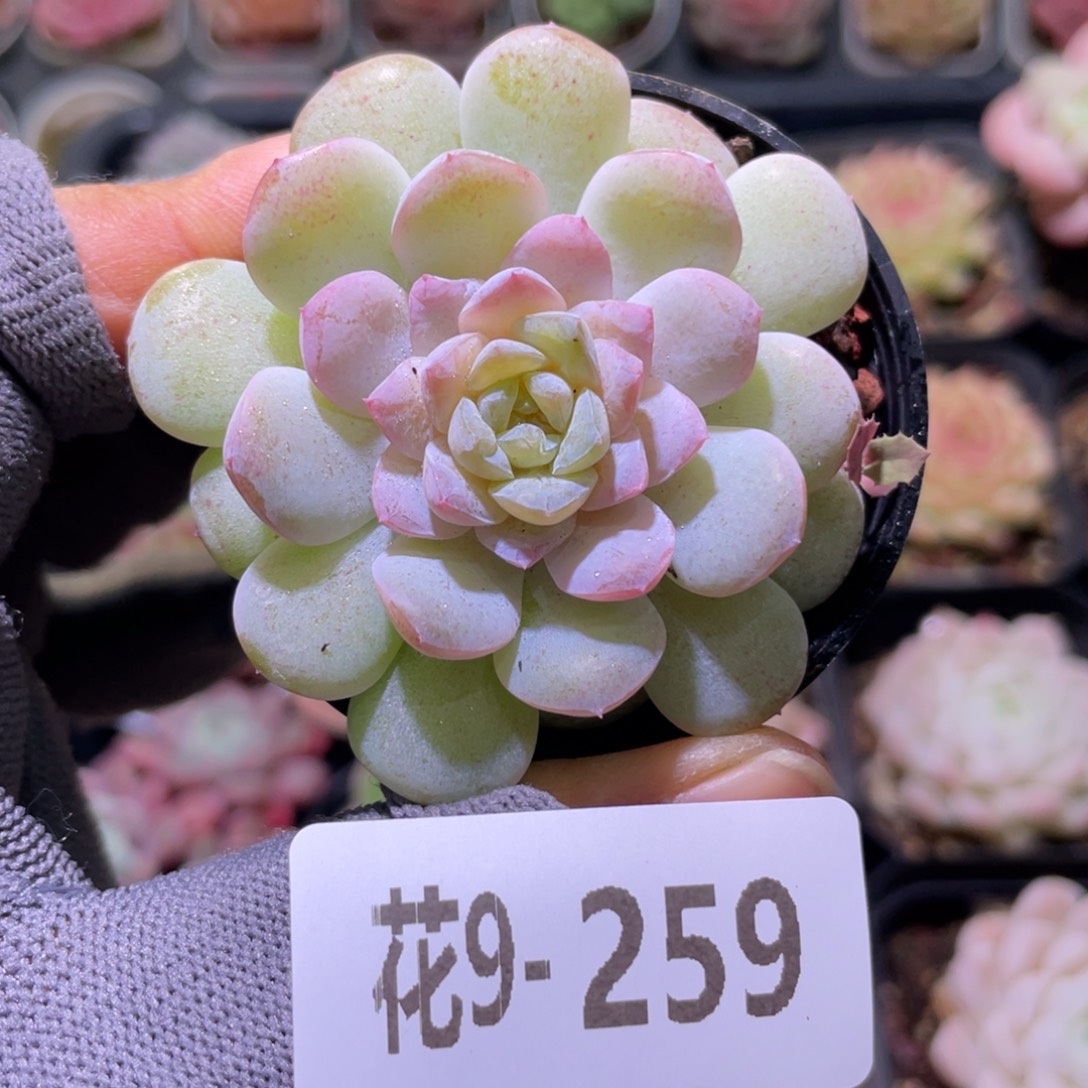 花利美9-259新品 