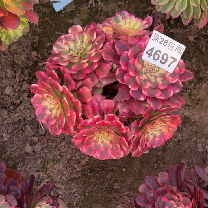 4697浪仙多肉植物