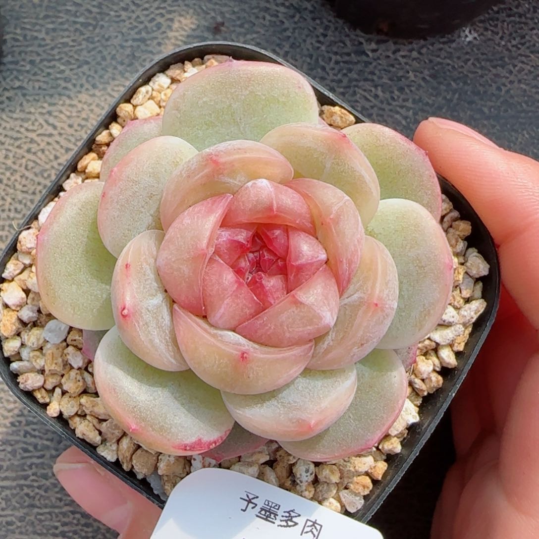 落梨花，4427多肉植物