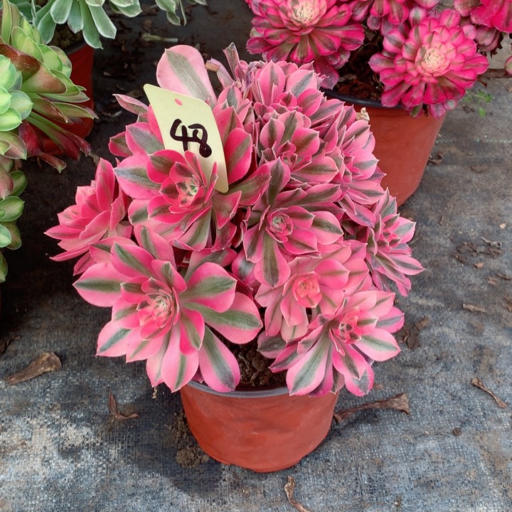 48粉女巫多肉111111