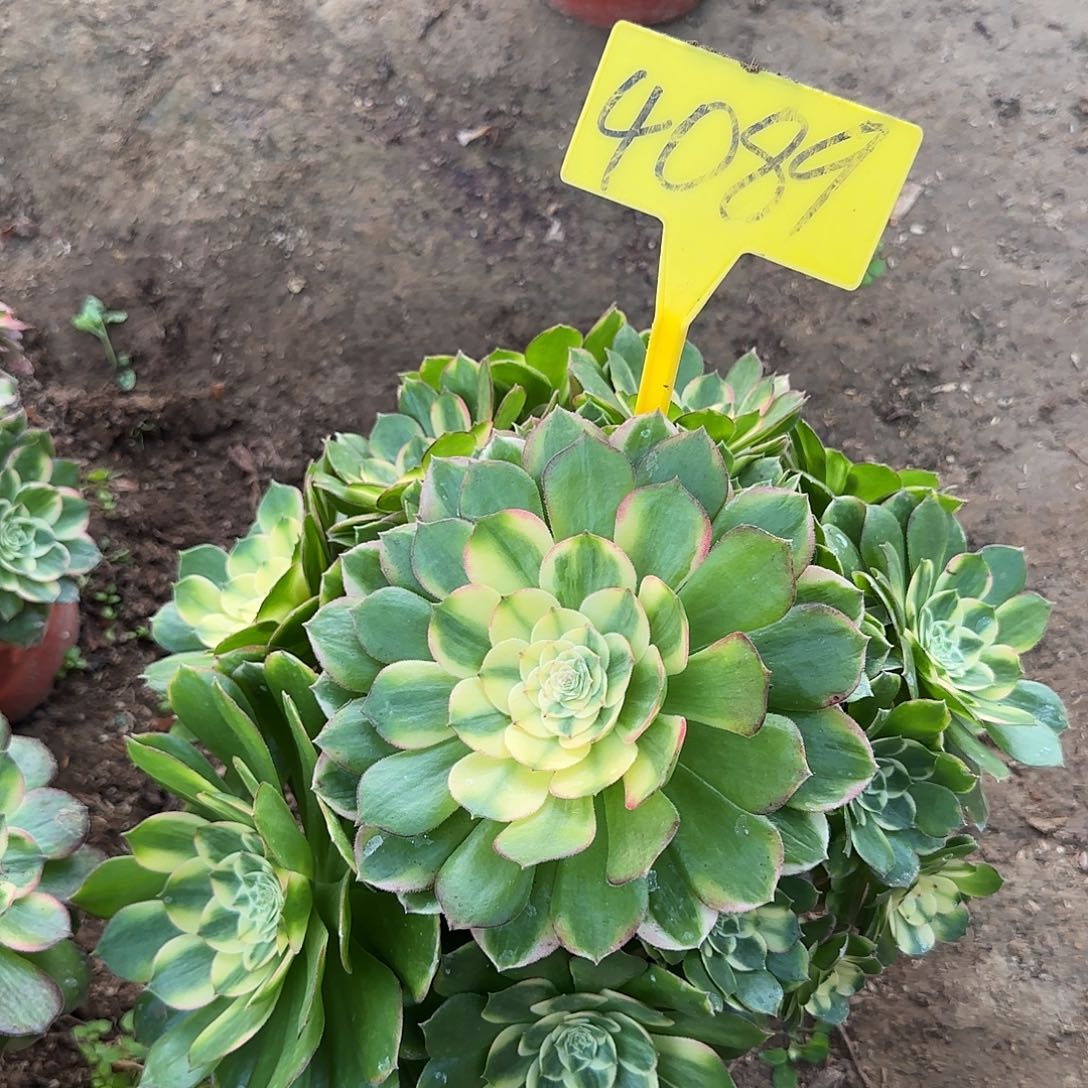 4089---海鲜多头多肉