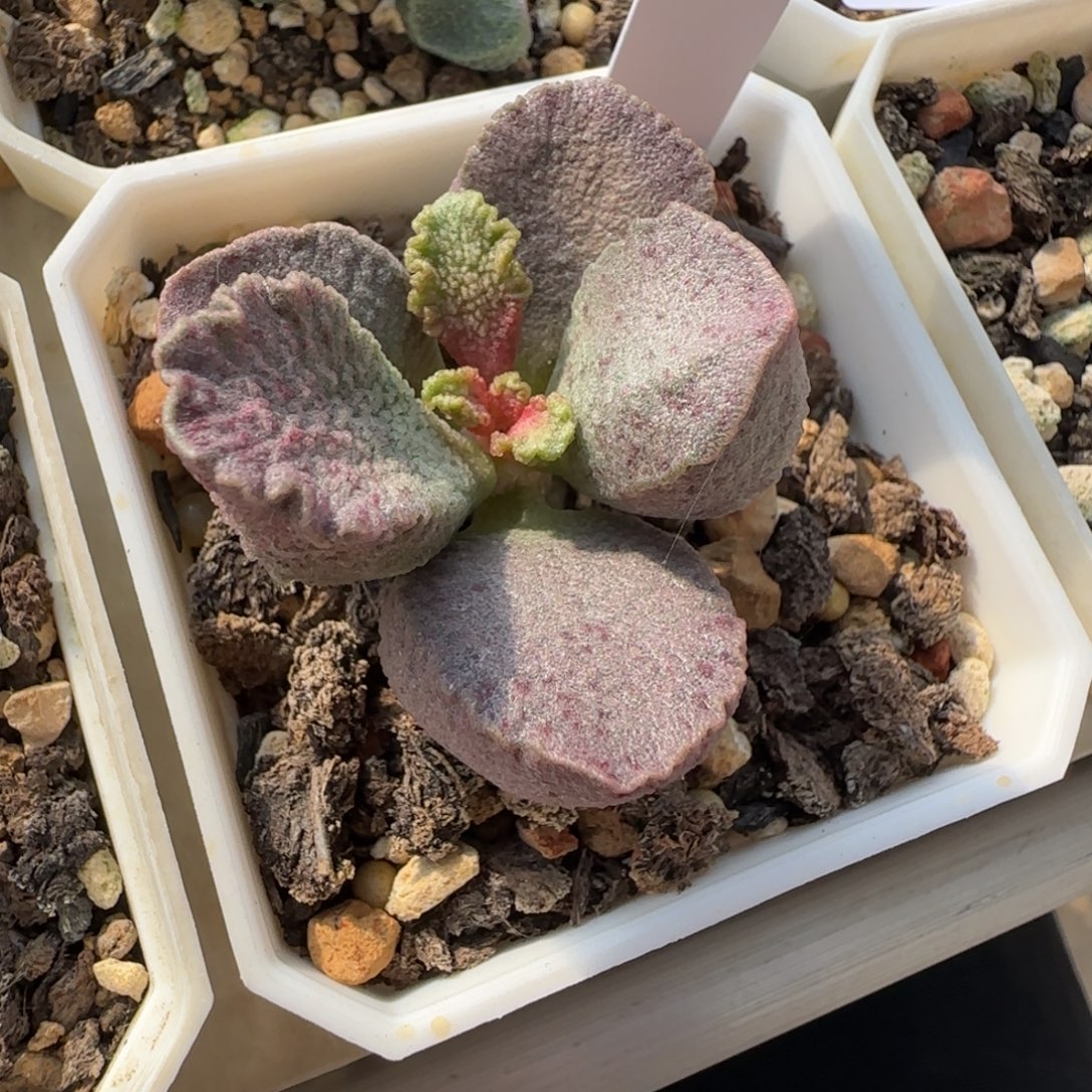 新品水泡，一物一拍